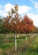 Red Oak-These oaks are the fastest growers in the oak family. They are large, hardy trees with glossy, green leaves that turn deep red in the Fall. Mature height of 60 to 80 foot.