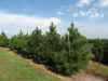 Pine  Austrian 6 foot to 7 foot. Austrian Pine are the darkest green of all the pines. They have heavy long needles with a strong Northwoods fragrance. They are vigorous and dense growers who tolerate heat, cold and adverse conditions. mature height of 50 foot.