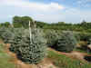 Spruce  Colorado Blue 6 foot. Colorado Spruce are the best known of the spruce family. They are best noted for their hardiness and attractive bluish color. Easily shaped with little shearing. Mature height of 60 foot