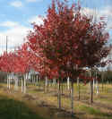 Red Sunset Maple-This maple tree is vigorous growing with a symmetrical branching habit. The foilage is dark green and glossy in the summer and a florescent orange-red in the Fall. Mature Height of 45 to 50 foot.